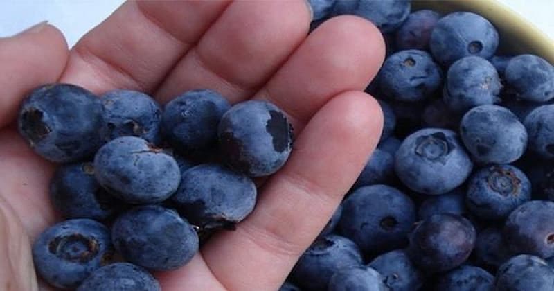 Tiêu chí chọn việt quất ngon